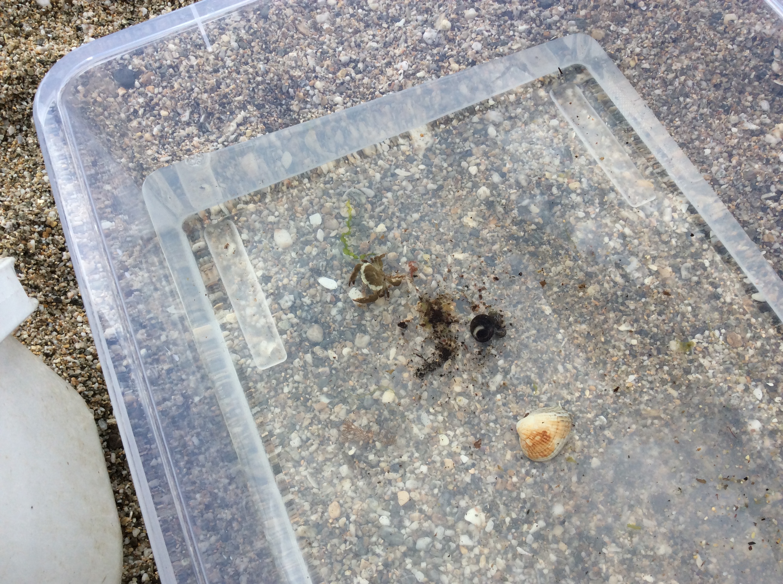 A small crab, a sea snail and a shell in a clear plastic box.